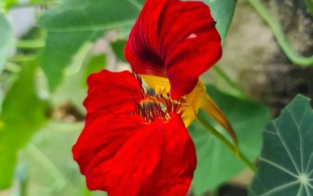 Sossego e aconchego ao lado do INHOTIM