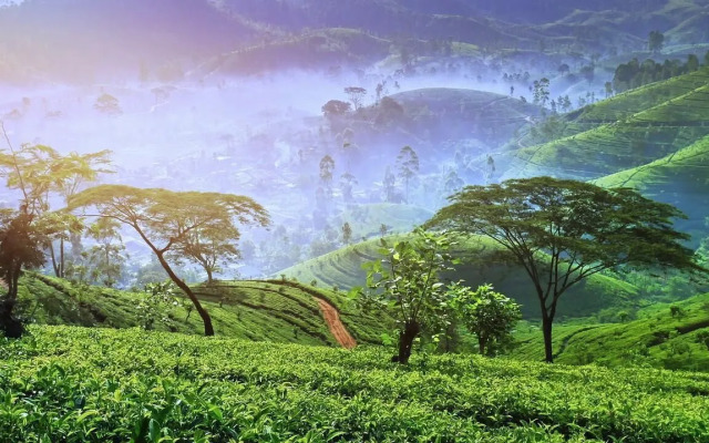 Windy Hills Holiday Bungalow