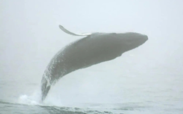 The Coachman Motor Inn