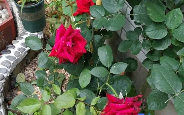 Tiantai Fragrance Homestay