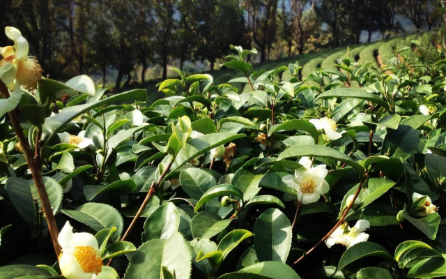 Wang Put Tan Boutique Hotel