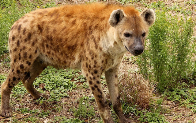Leopard Lodge