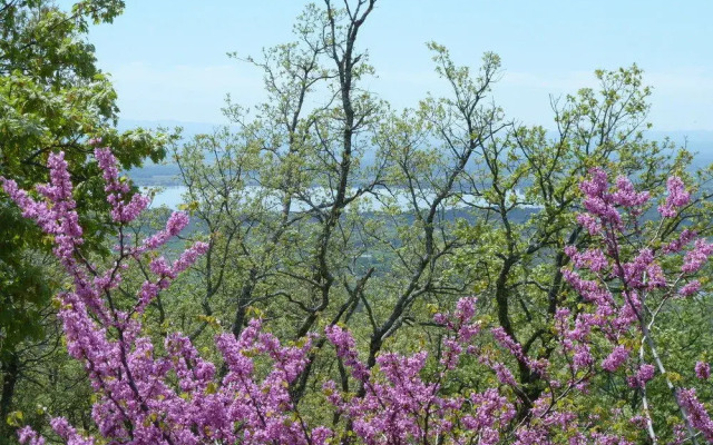 El Escondite De Pedro Malillo