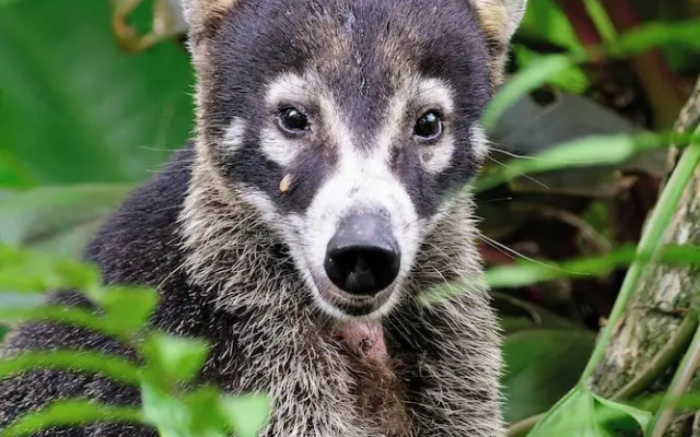 Villa Bruno - Terrace - Jungle - Birdwatching