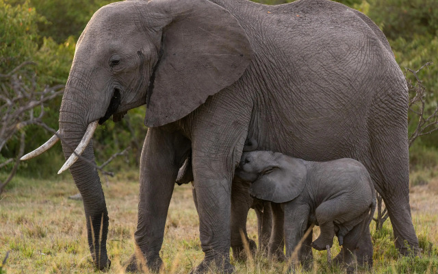 Olare Mara Kempinski Masai Mara