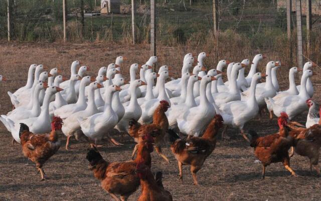 Agriturismo Le oche selvatiche