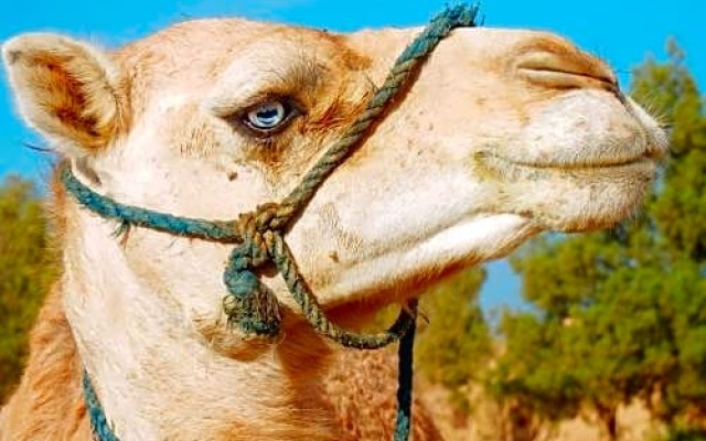 Auberge Kasbah Merzouga