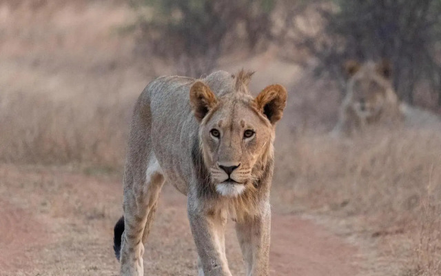 Ngala Lodge