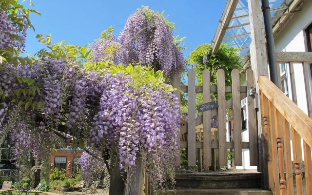 Wisteria Suite