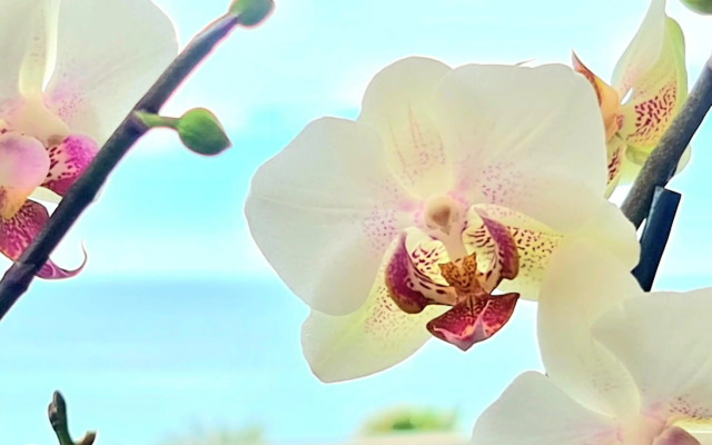 SunRise Sea Views Eco Apartment With Swimming Pool