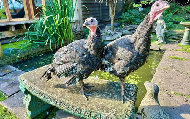 The Base Vegan Retreat