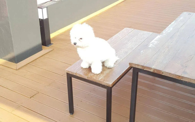 Amazon Guesthouse - Hostel