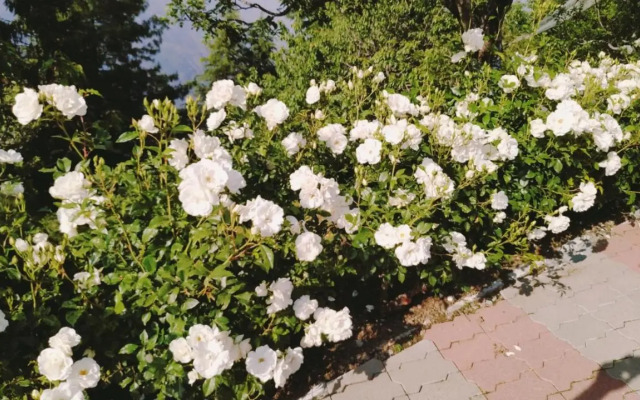 Hotel Hilton View Shimla