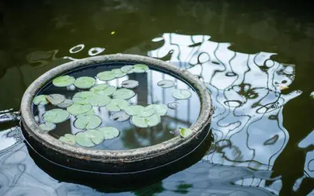 Floral·Shanghai Qichi homestay