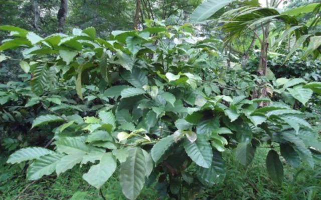 Spice Garden Farm House
