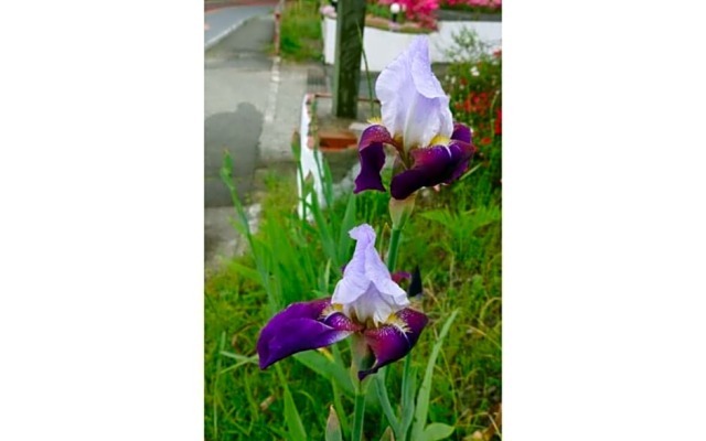 Flower Villa Sagamiko - Vacation STAY 04716v