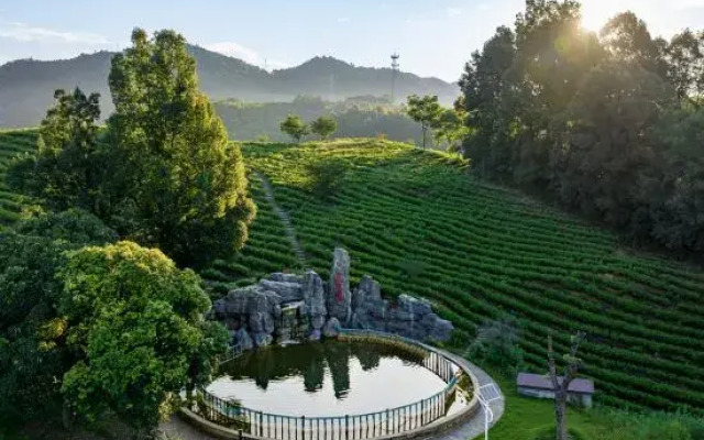 Yingyuan Farm · Anji Yingyuan Tea Manor