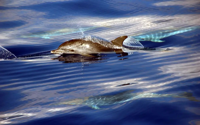 Penthouse Caniço de Baixo