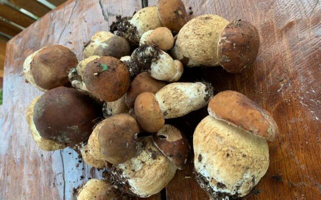 Holiday home Usadba Novoselitsa