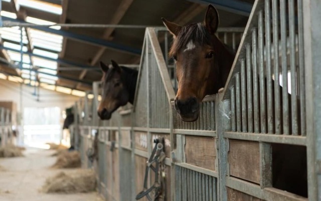 Hotel Gut Tribbevitz