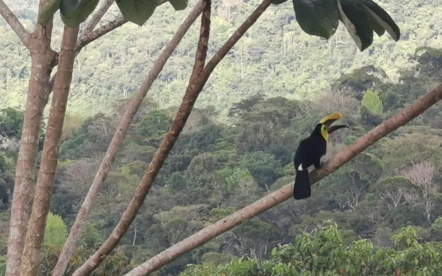 Mirador Osa