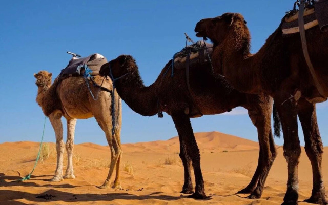 Erg Chebbi Camp