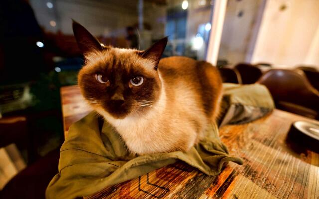 tongyeong wadahauseu