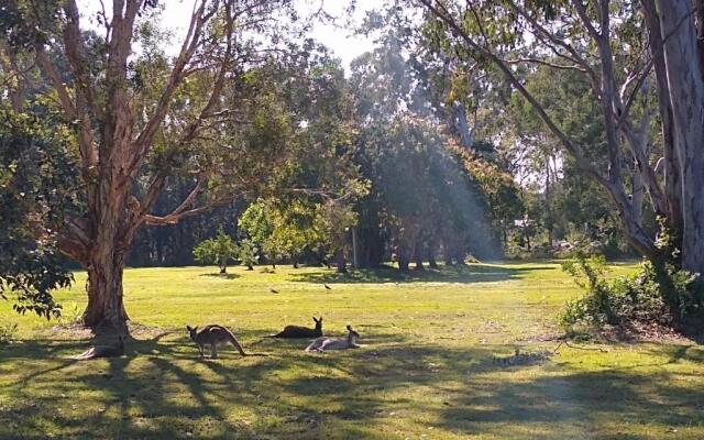 Lake Weyba Noosa Lodge & Kangaroos