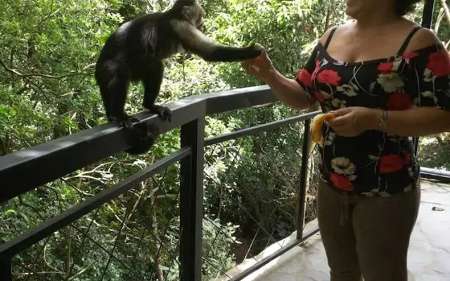 Hotel Forest Dreams Manakin