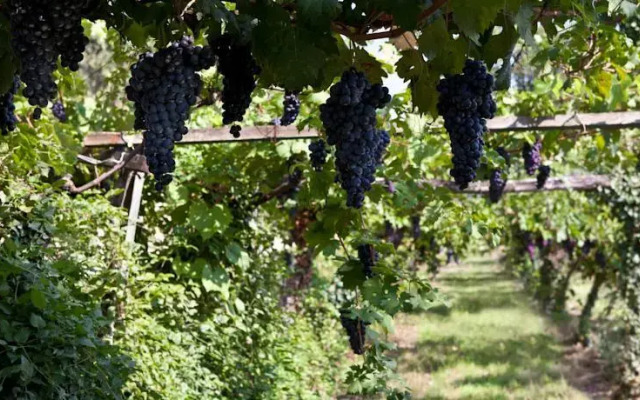 Cà Delle Vigne