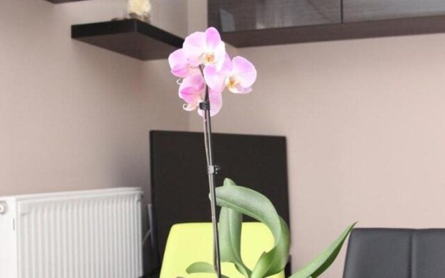 Dorina Wellness Apartman