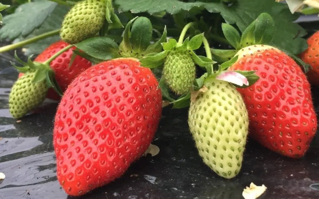 Abbey Road Inn Seika