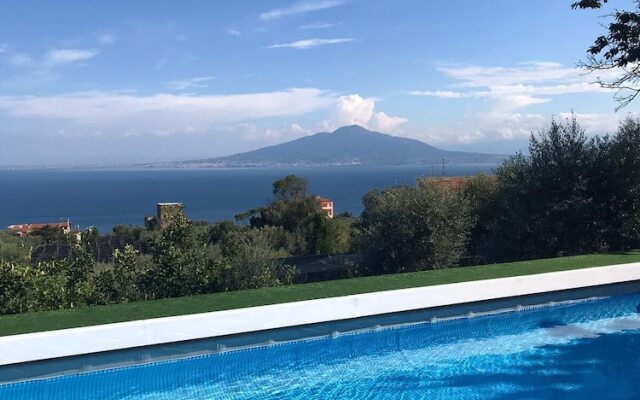 Sorrento Olive Tree Garden