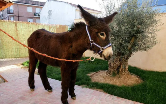 Posada Los Condestables