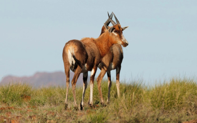 Sneeuberg Nature Reserve