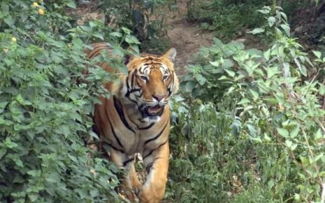 Tiger Tops Tharu Lodge