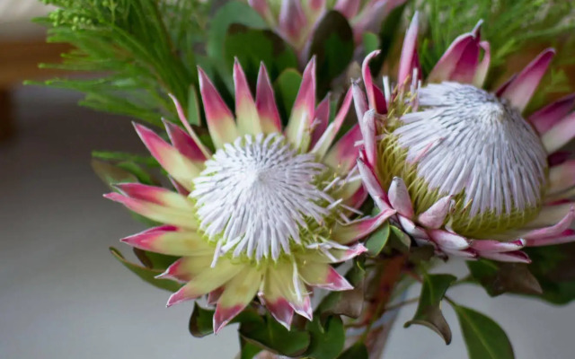 Schoone Oordt Country House