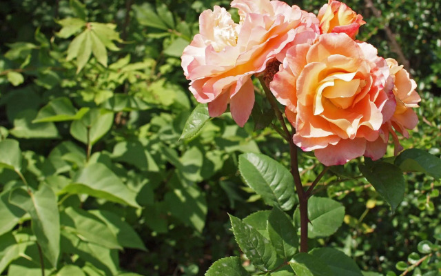 Waldhotel Felsenkeller