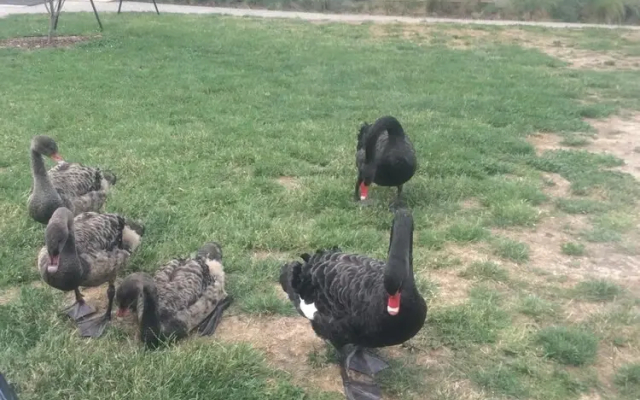 Ambassador Motor Inn Ballarat