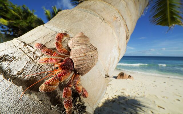 Cousine Island Seychelles