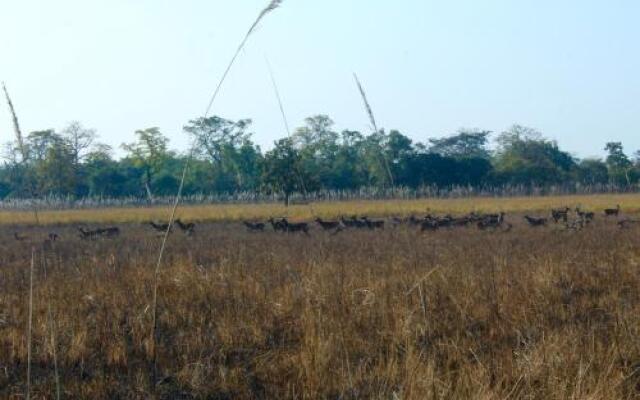 Suklaphanta Jungle Cottage