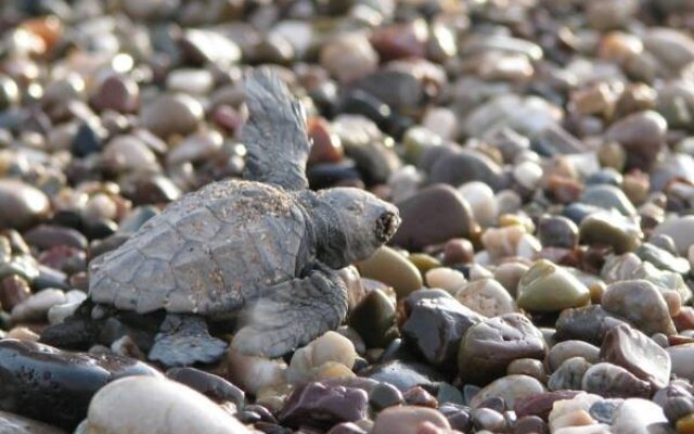 Caretta Caretta Pension