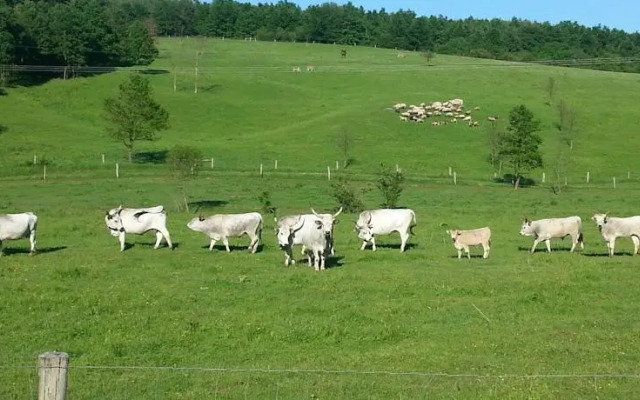 VígKend Szálló Kán