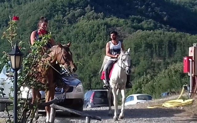 Le Chianine dei Tognoli