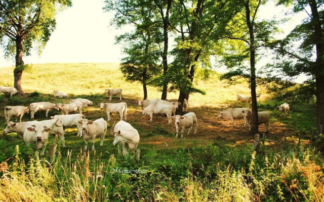 Gite Gallery 66 parc Le Pal