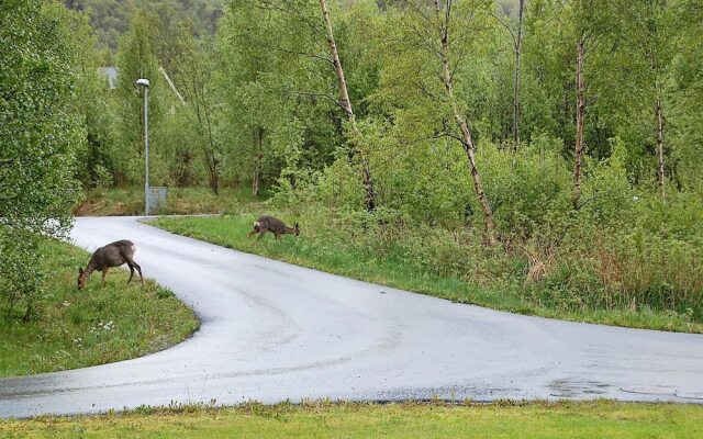 4 Star Holiday Home in Tomrefjord