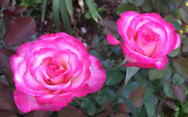 Quirindi Sunflower Motor Inn