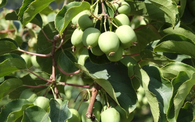 Quinta das Lavandeiras - Caldas de Vizela