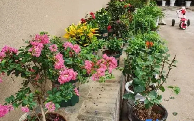Shaoshan Longqi Homestay