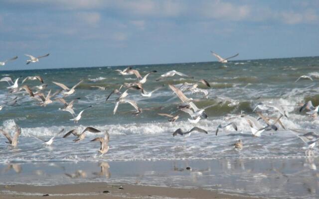 Strandläufer - [#29764]